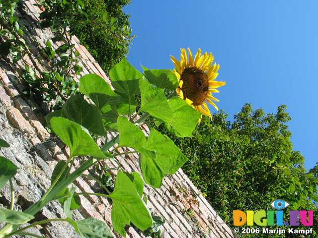 19412 Sunflower at brick wall